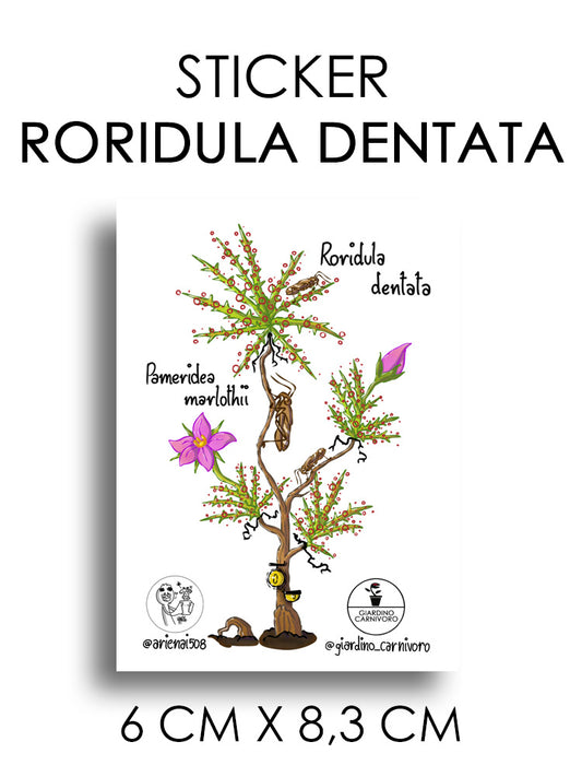STICKER RORIDULA DENTATA  6 CM X 8,3 CM