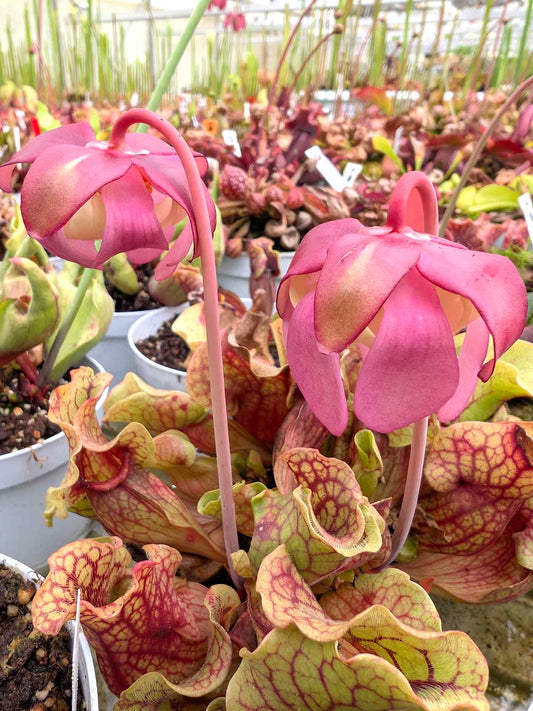 Sarracenia rosea S5LK4 BCP x SELF