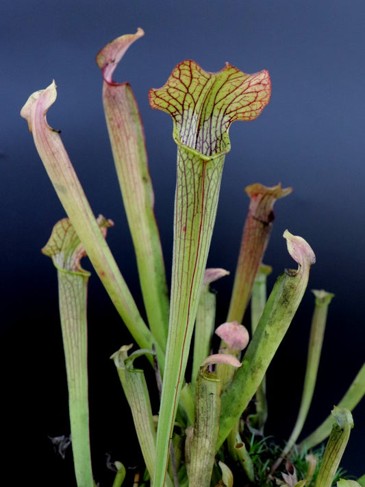 Sarracenia rubra  Citronelle, Alabama