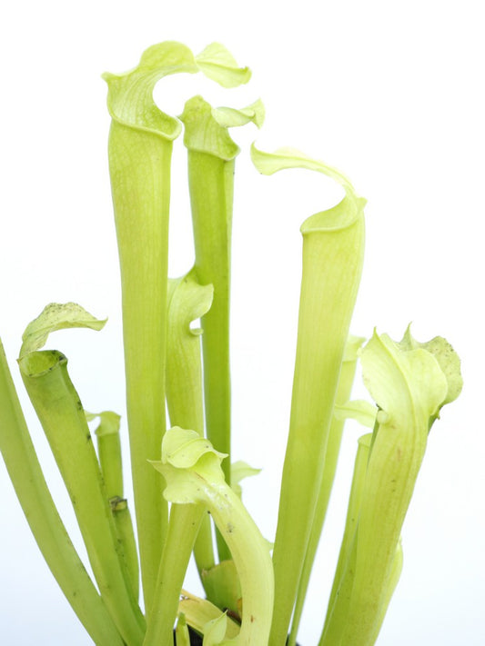 Sarracenia rubra subsp. gulfensis  f. heterophylla