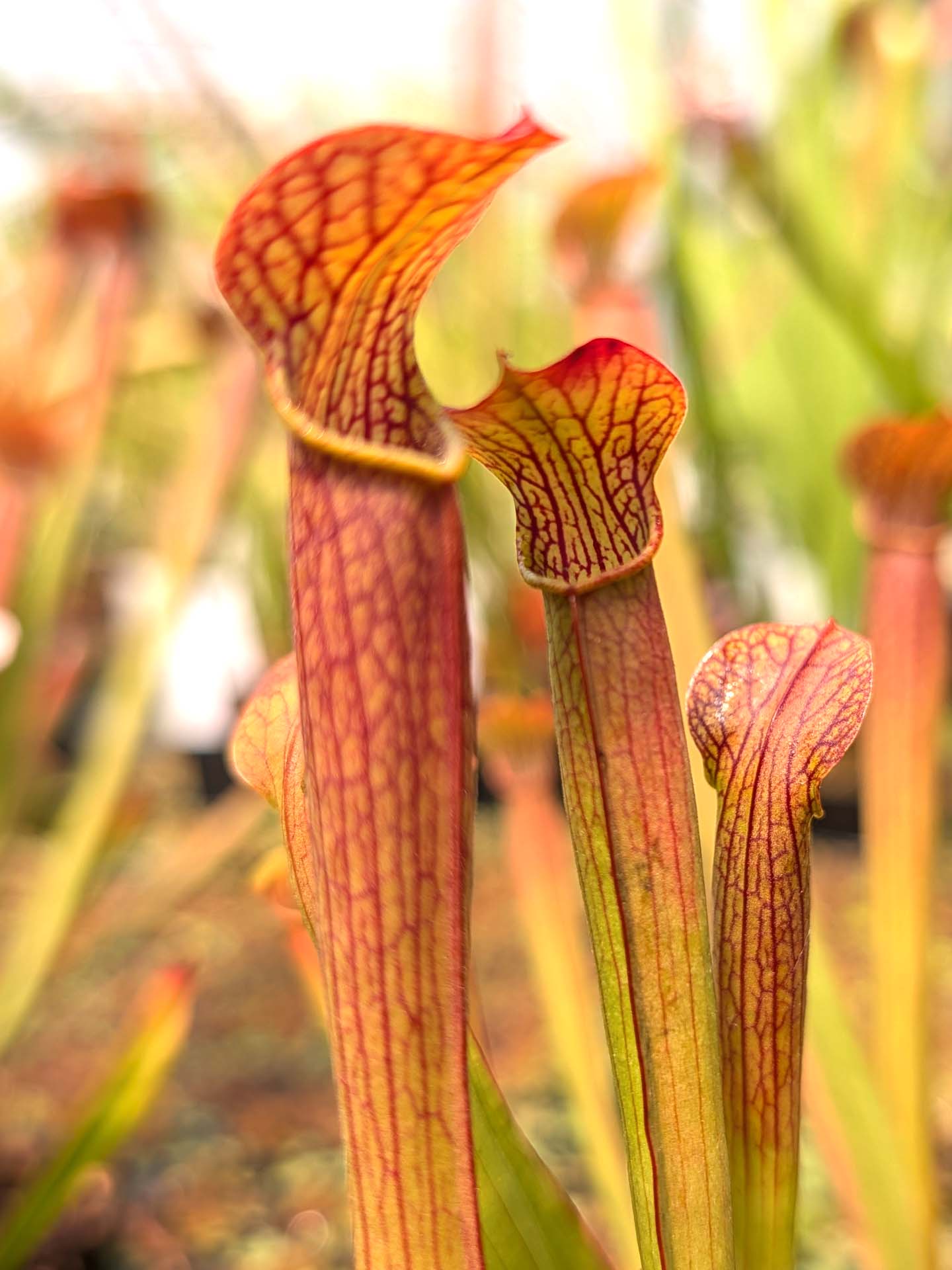 Sarracenia rubra ssp. wherry "Orange Flower"