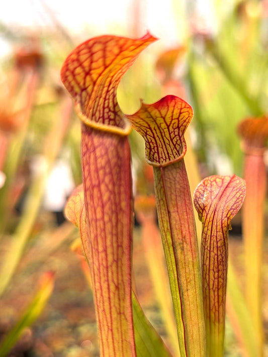Sarracenia rubra ssp. wherry "Orange Flower"