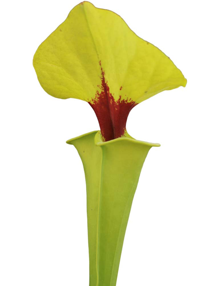 Sarracenia flava var. rugelii  F13 MK  Dark throat,Apalachicola National Forest,W