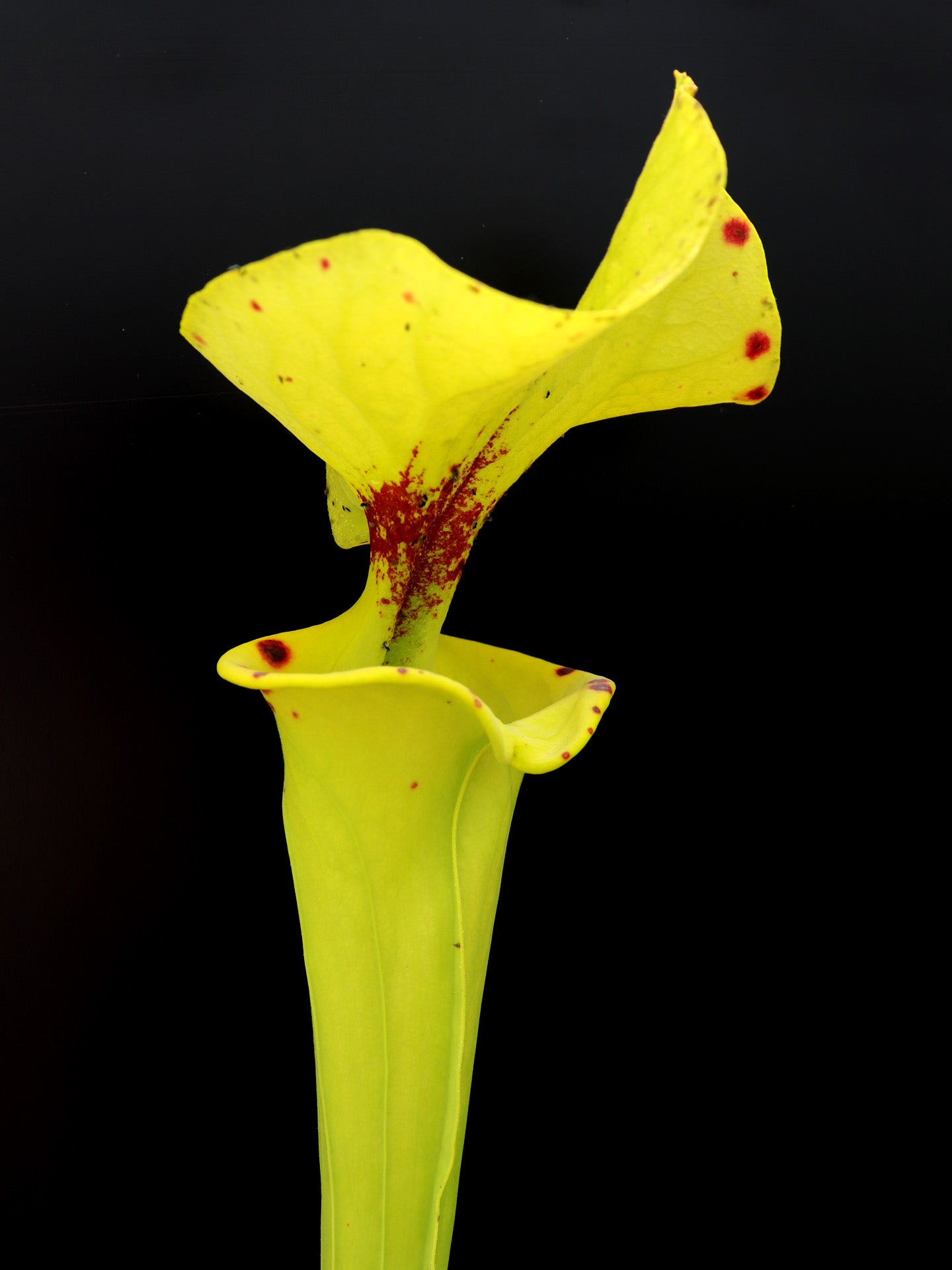 Sarracenia flava var. rugelii F143 MK Reading University, Alastair Culham