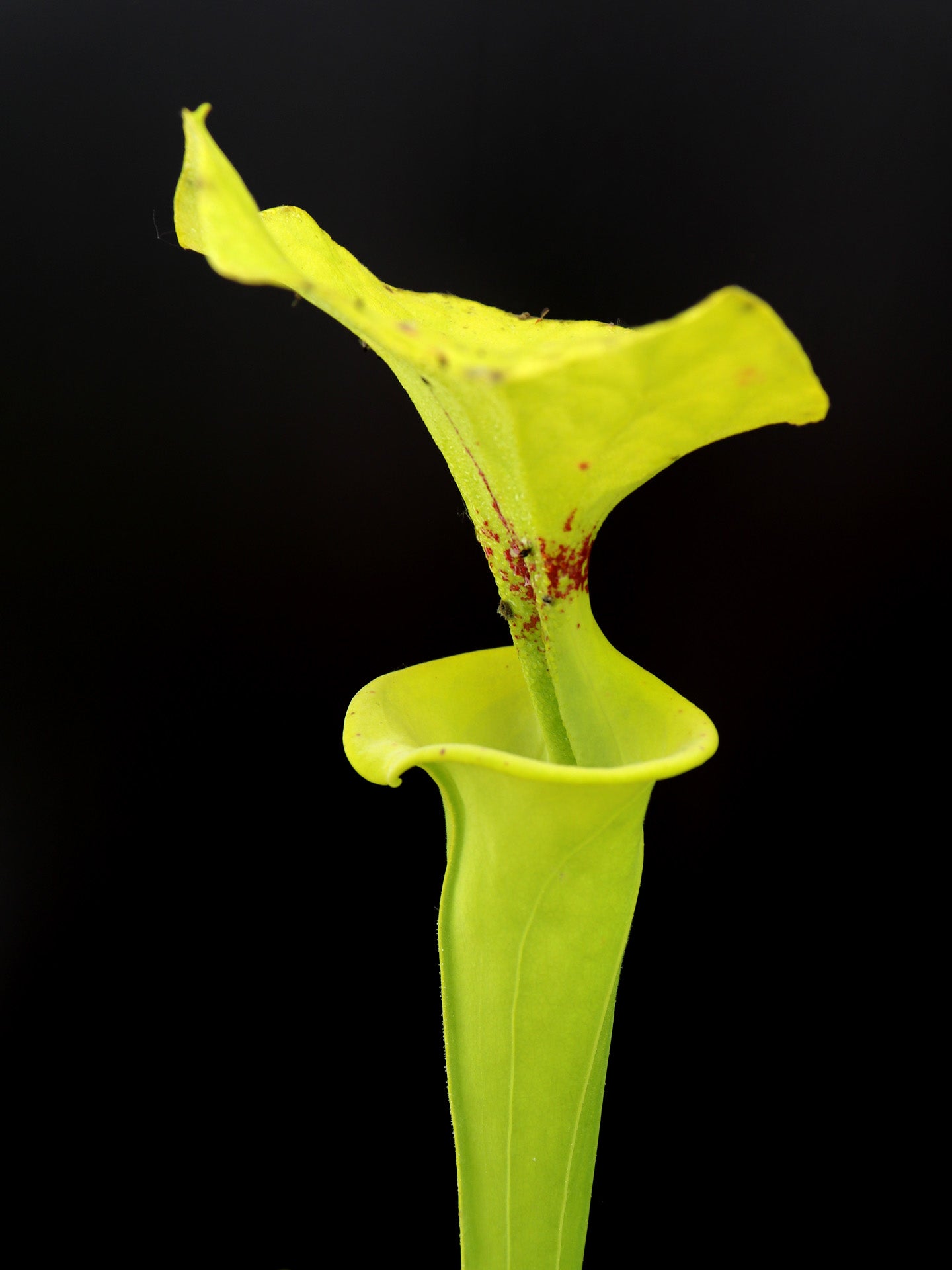 Sarracenia flava var. rugelii F143 MK Reading University, Alastair Culham