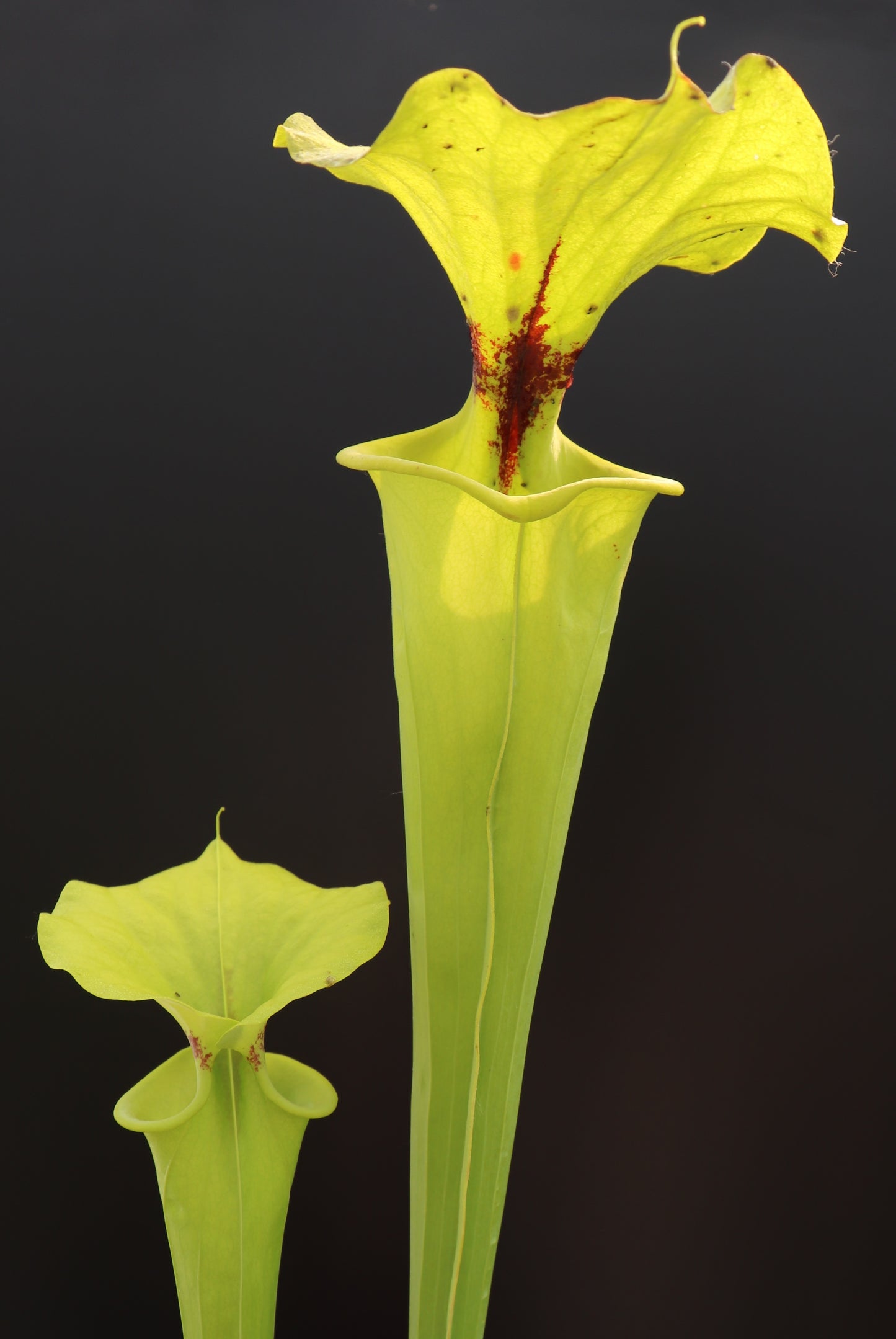 Sarracenia flava var. rugelii „Riesenform“ Apalachicola National Forest, W F14B MK
