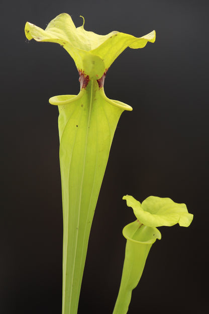 Sarracenia flava var. rugelii „Riesenform“ Apalachicola National Forest, W F14B MK