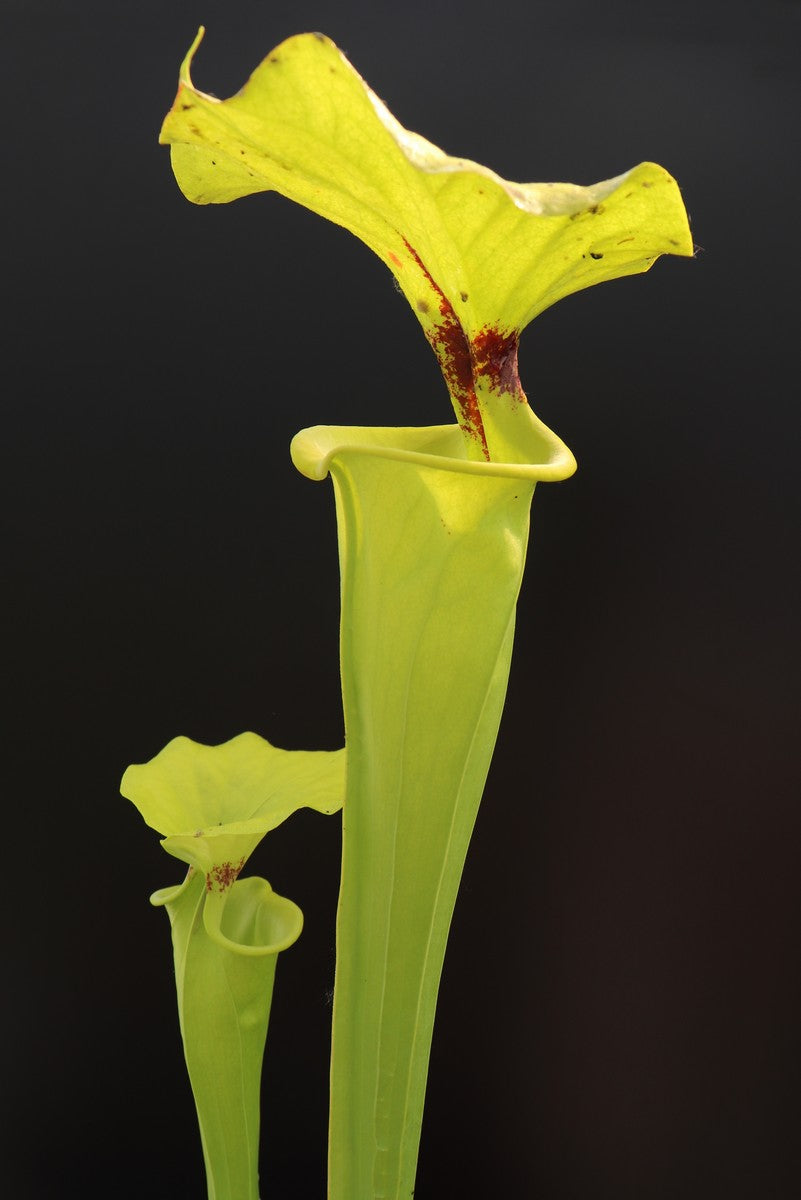 Sarracenia flava var. rugelii „Riesenform“ Apalachicola National Forest, W F14B MK