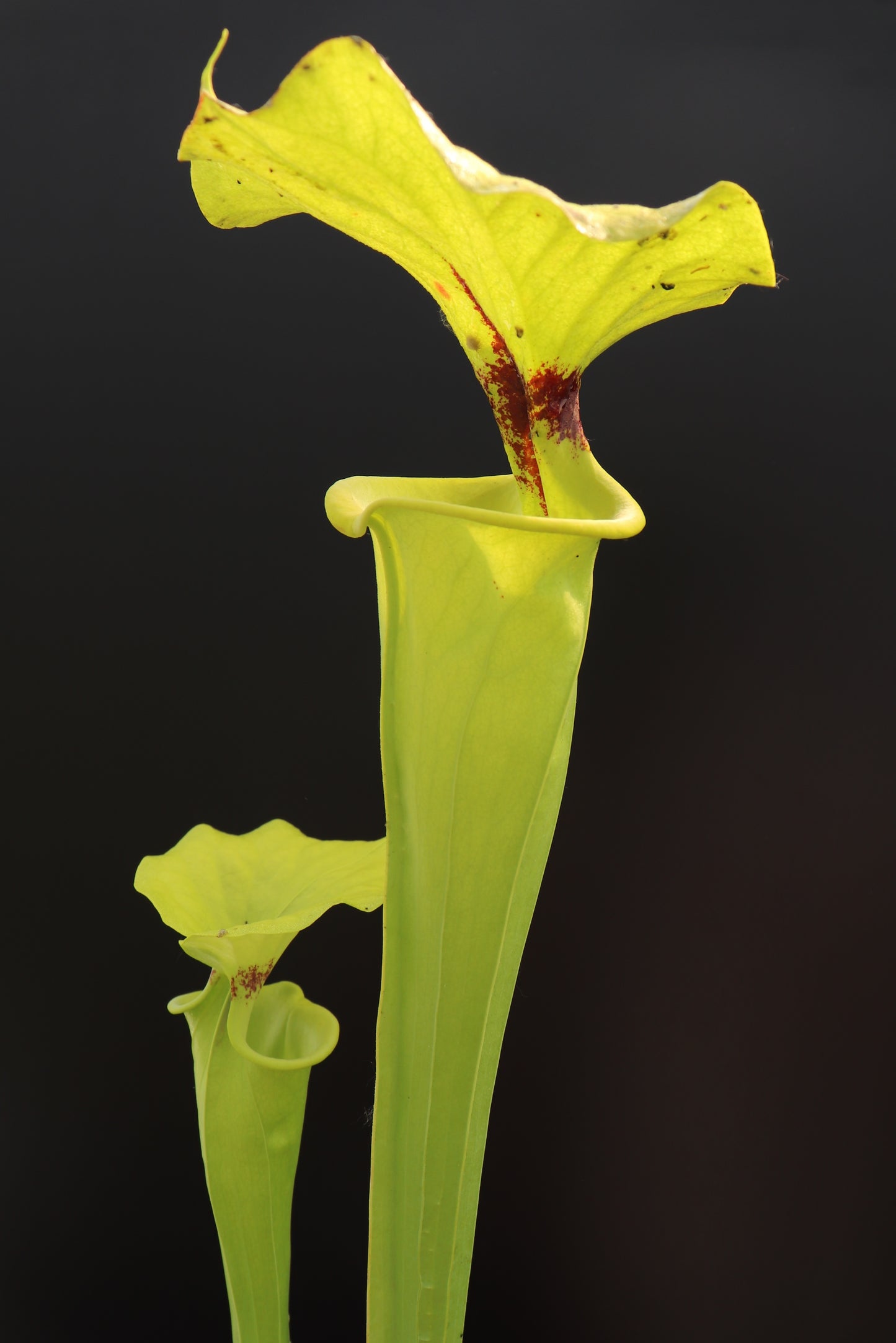 Sarracenia flava var. rugelii „Riesenform“ Apalachicola National Forest, W F14B MK
