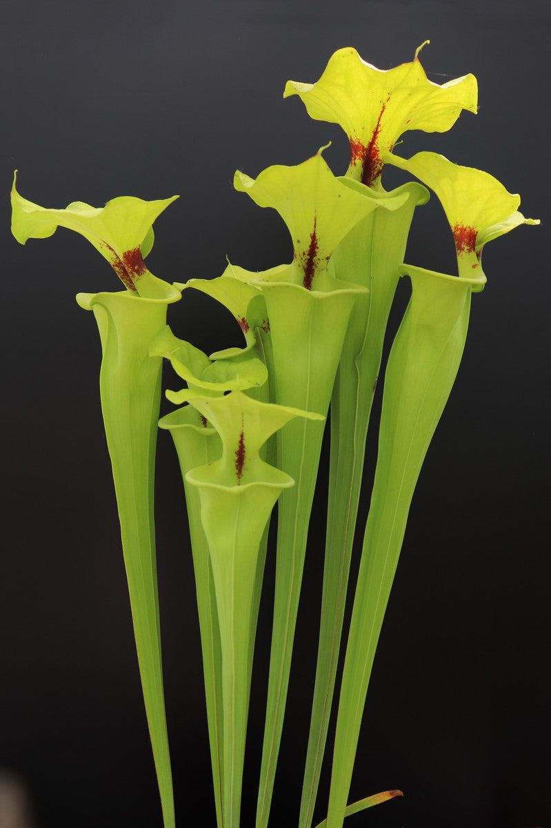 Sarracenia flava var. rugelii "Giant form" Sumatra, Apalachicola National Forest,W F14A MK