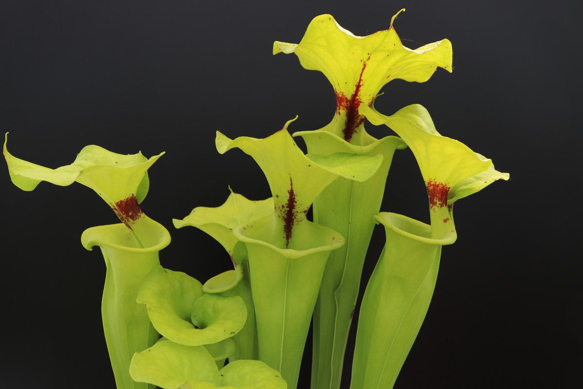 Sarracenia flava var. rugelii "Giant form" Sumatra, Apalachicola National Forest,W F14A MK