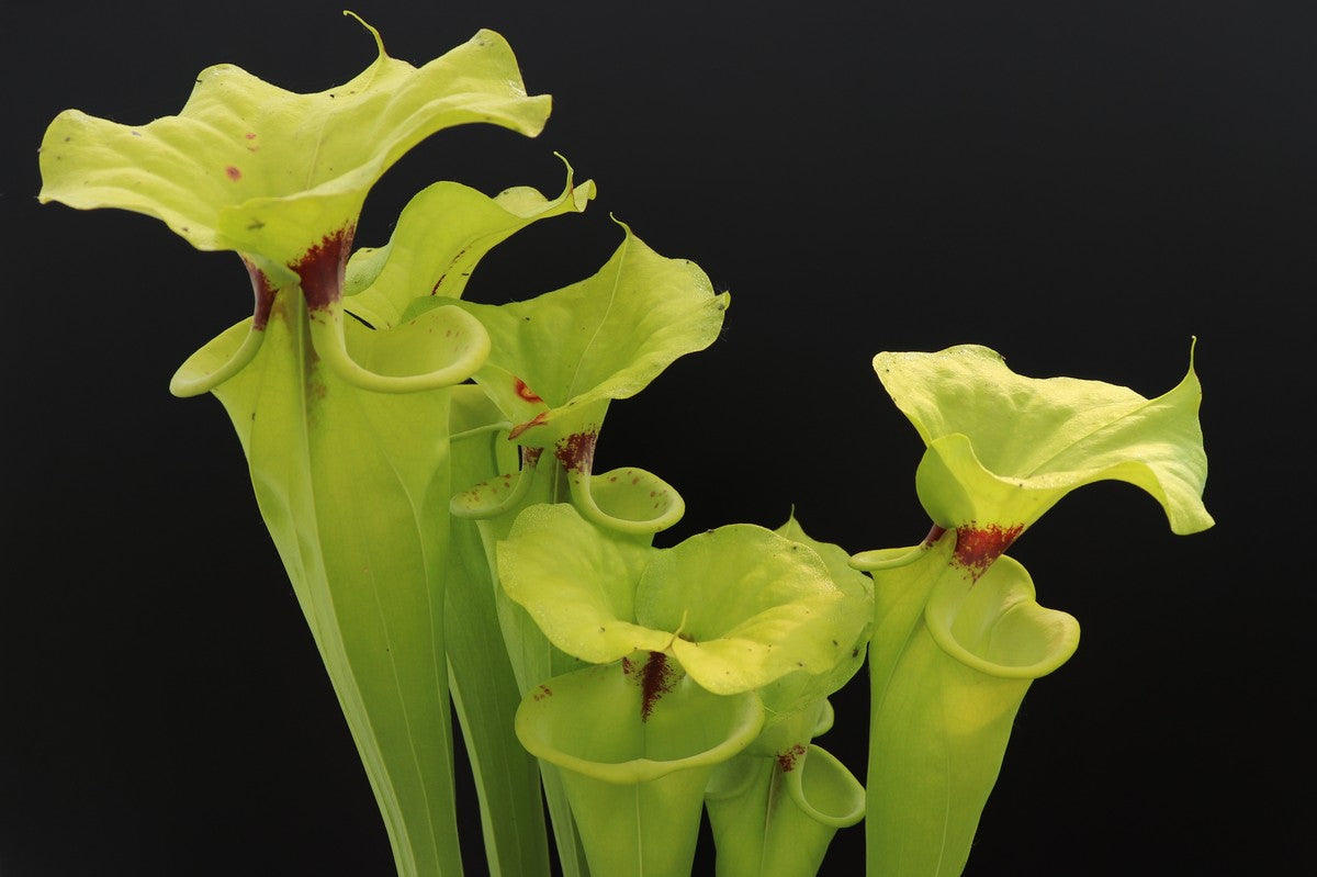 Sarracenia flava var. rugelii "Giant form" Sumatra, Apalachicola National Forest,W F14A MK