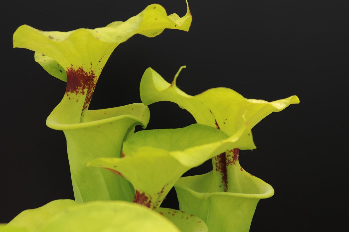 Sarracenia flava var. rugelii "Giant form" Sumatra, Apalachicola National Forest,W F14A MK