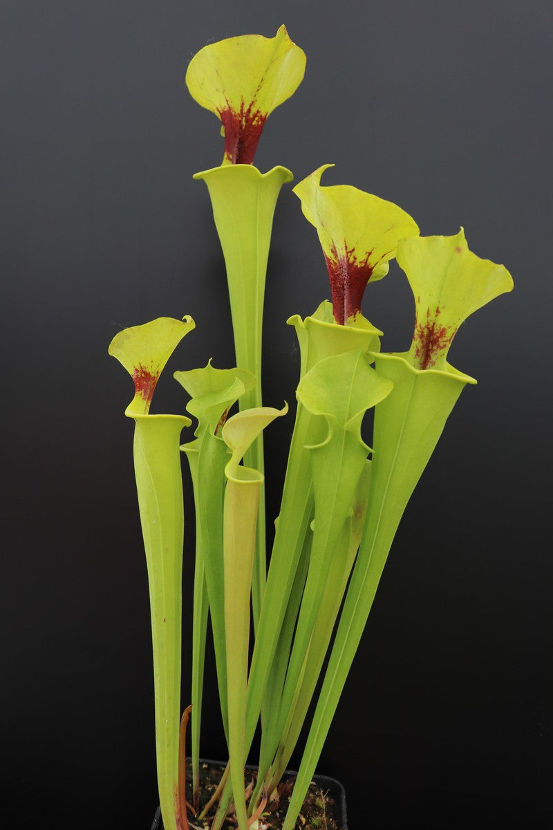 Sarracenia flava var. rugelii F17 MK „Kupferfarben im frühen Wachstum“