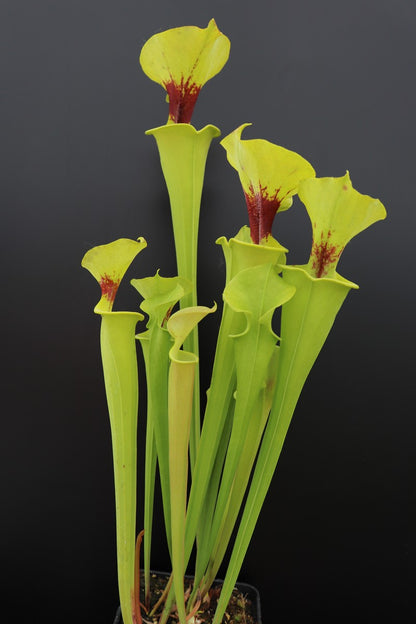 Sarracenia flava var. rugelii F17 MK „Kupferfarben im frühen Wachstum“