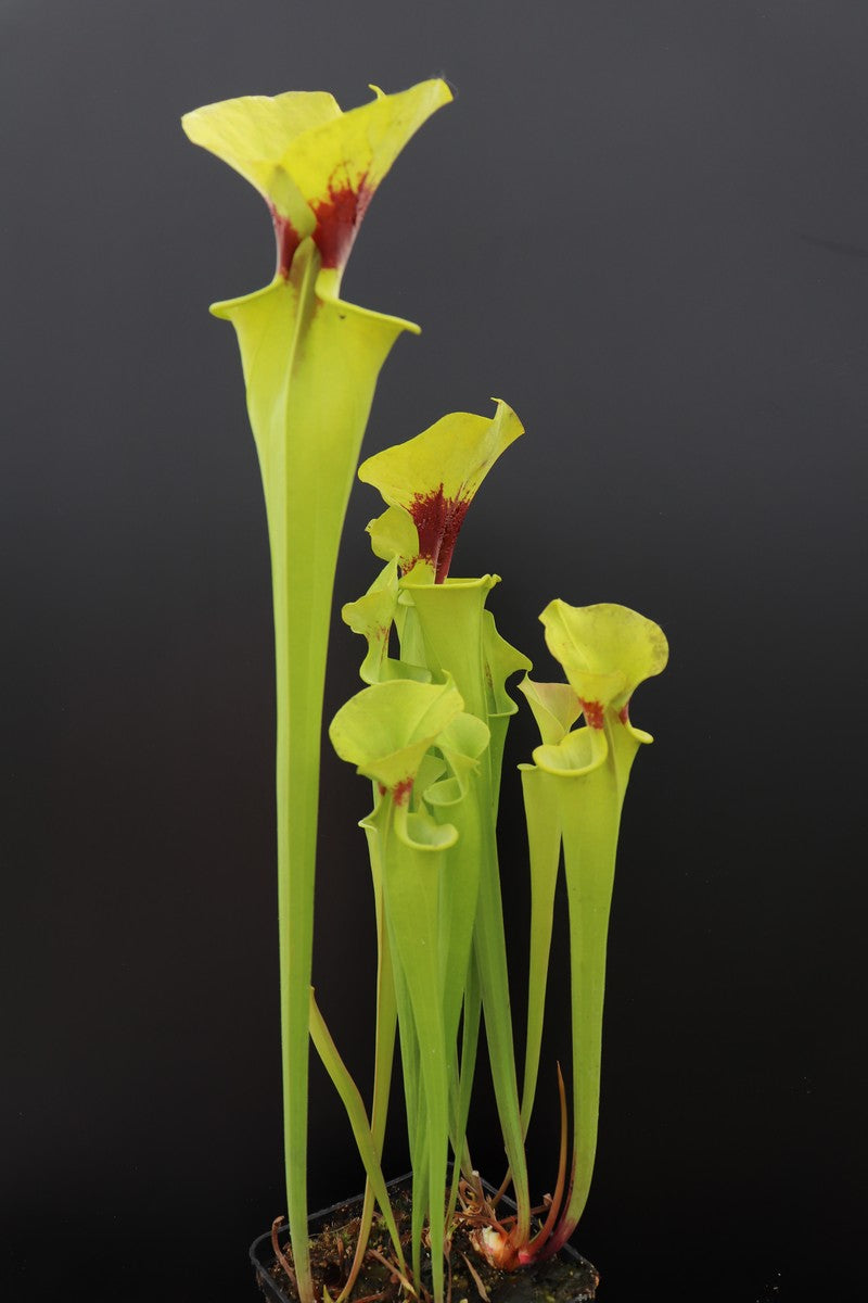 Sarracenia flava var. rugelii F17 MK „Kupferfarben im frühen Wachstum“