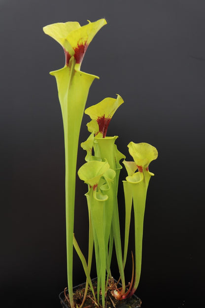 Sarracenia flava var. rugelii F17 MK „Kupferfarben im frühen Wachstum“