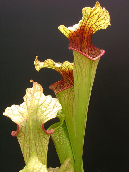 Sarracenia "Marston Mill" Ex Slack