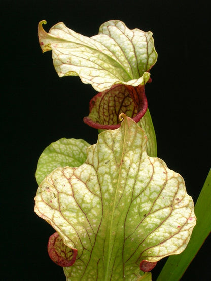 Sarracenia "Marston Mill" Ex Slack