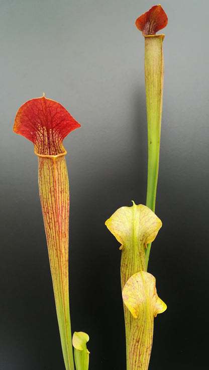 Sarracenia alata var. rubrioperculata "Red lid and tube" SA01 AS