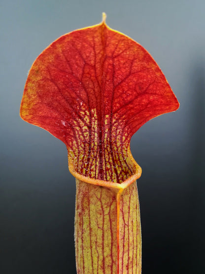 Sarracenia alata var. rubrioperculata "Red lid and tube" SA01 AS