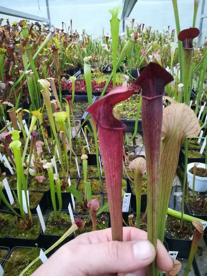 SA05 A.Selwin Sarracenia alata red lid, black throat, pubescent