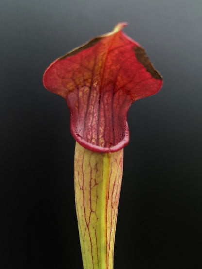 SA05 A.Selwin Sarracenia alata red lid, black throat, pubescent