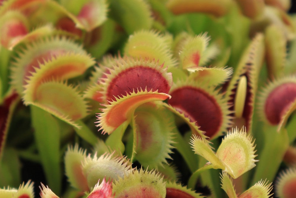 Dionaea muscipula „Samling“