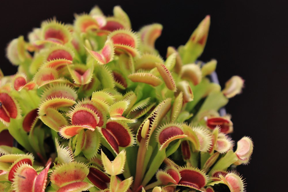 Dionaea muscipula „Samling“