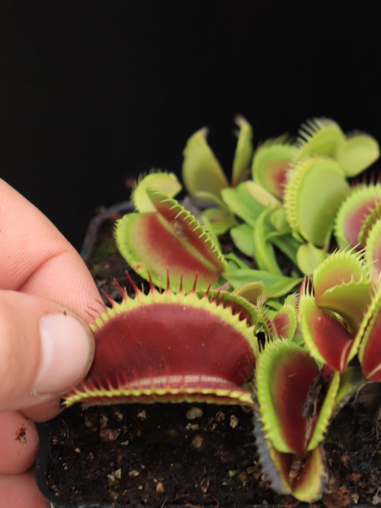Dionaea muscipula "Sandokan"