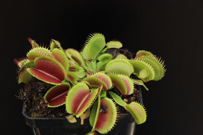 Dionaea muscipula "Sandokan"