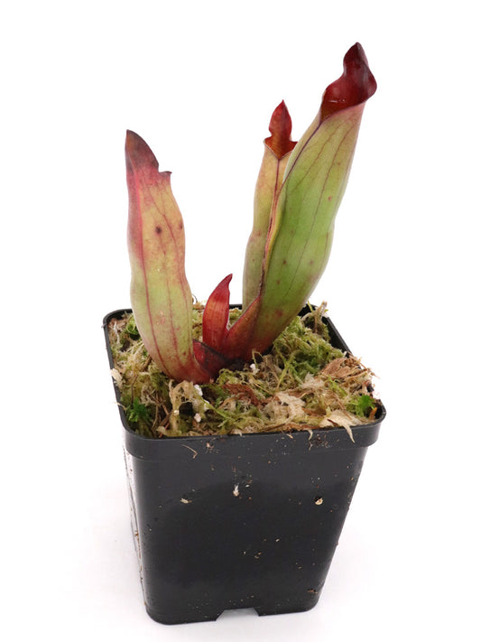 Heliamphora sarracenioides Ptari Tepui, Venezuela