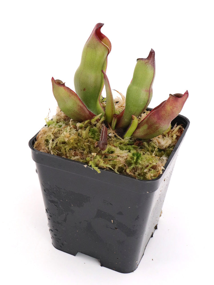 Heliamphora sarracenioides   Ptari Tepui, Venezuela