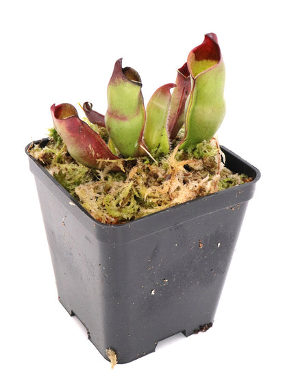 Heliamphora sarracenioides   Ptari Tepui, Venezuela