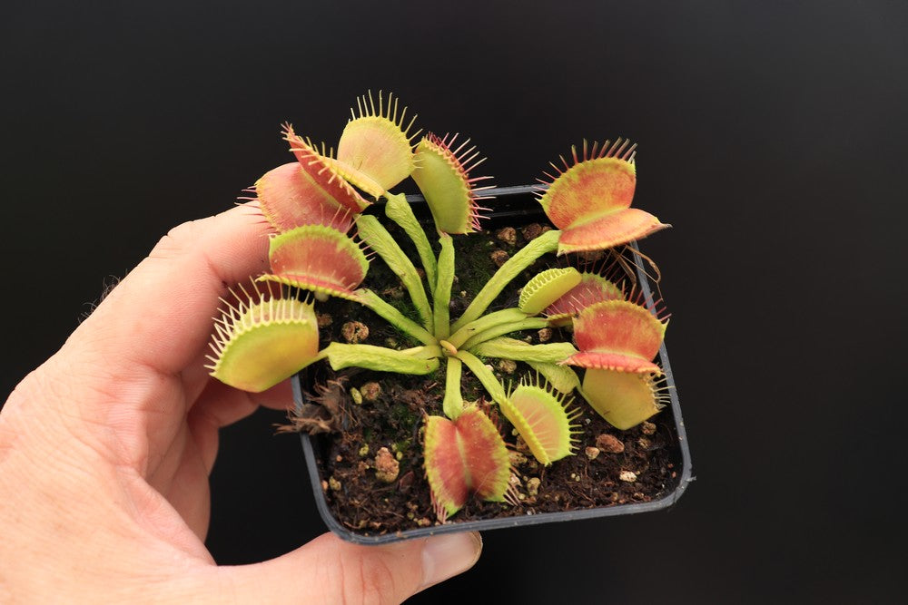 Dionaea muscipula "Schuppenstiel I"