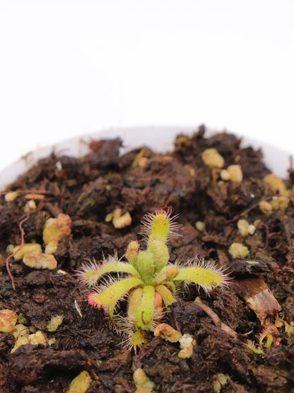 Drosera montana var. schwackei  Diamantina, Minas Gerais, Brazil