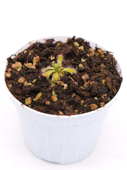 Drosera montana var. schwackei  Diamantina, Minas Gerais, Brazil