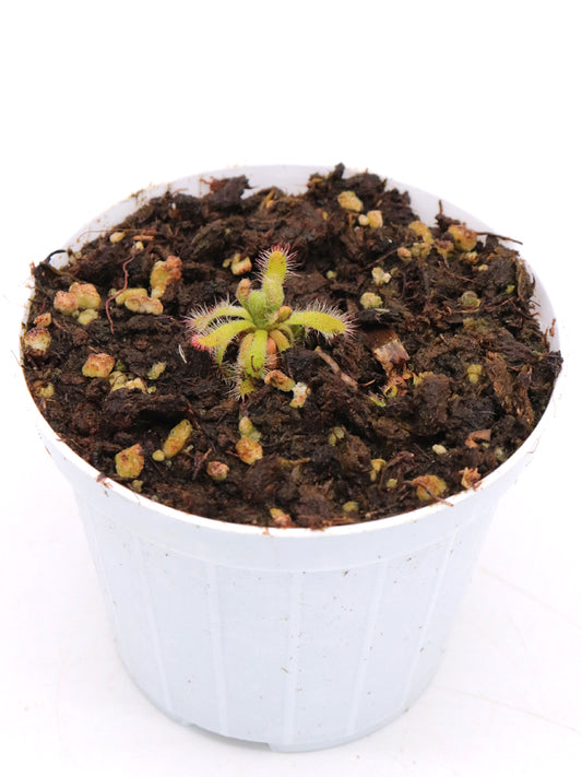 Drosera montana var. schwackei  Diamantina, Minas Gerais, Brazil