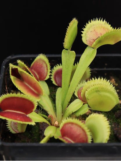 Dionaea muscipula „Sder“ D.Svarc