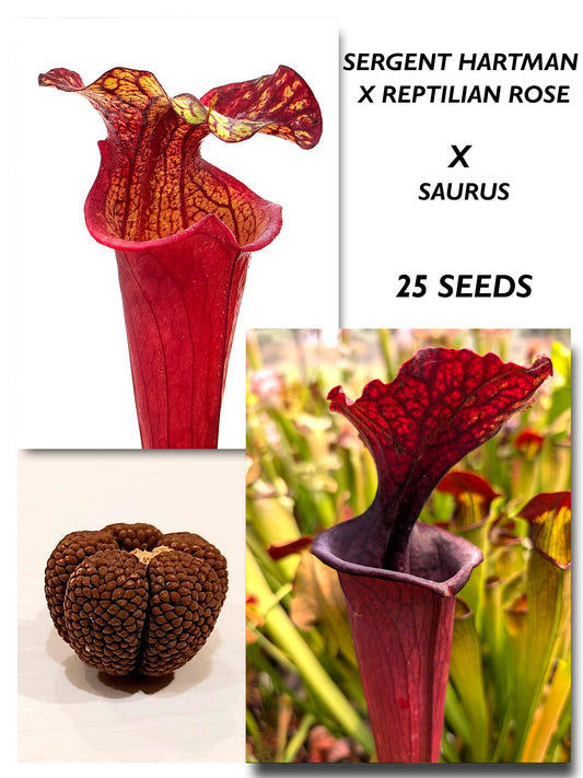 SARRACENIA (SERGENT HARTMAN X REPTILIAN ROSE) X 'SAURUS'