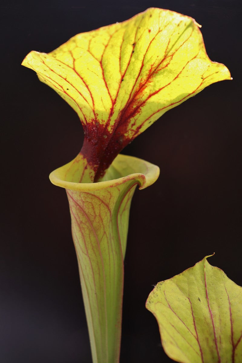 Sarracenia flava var. rubricorpora SFRB15 AC