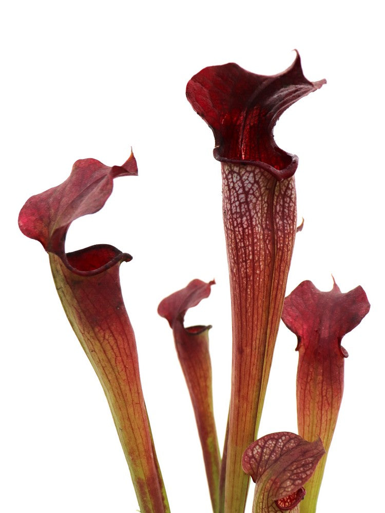 S.x Areolata  SH07 RVL  Hans Luhrs