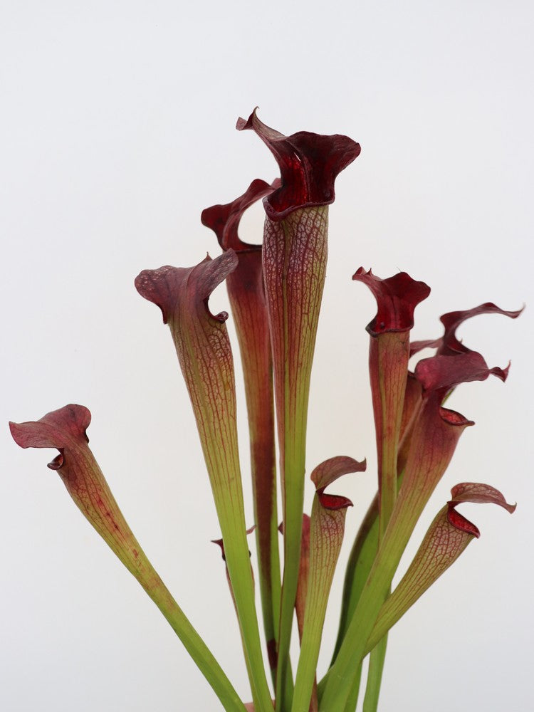 S.x Areolata  SH07 RVL  Hans Luhrs
