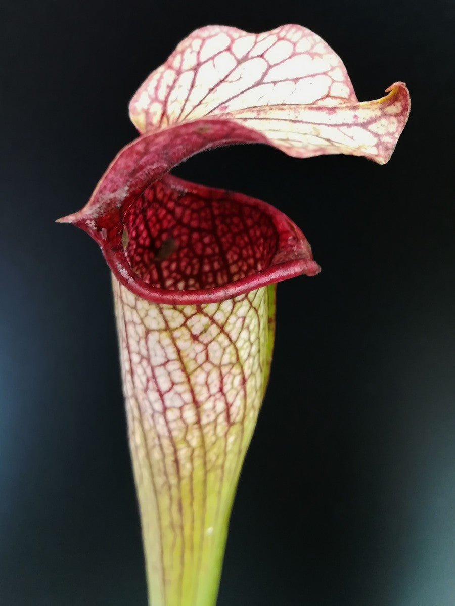 S.x Areolata  SH07 RVL  Hans Luhrs