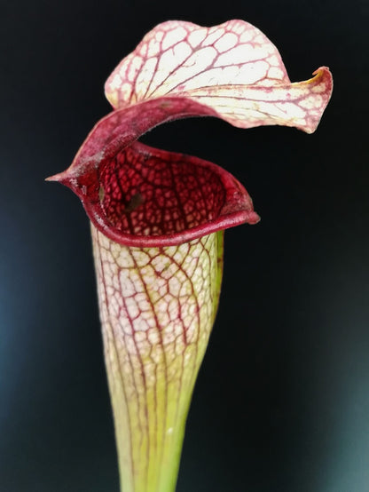 S.x Areolata  SH07 RVL  Hans Luhrs