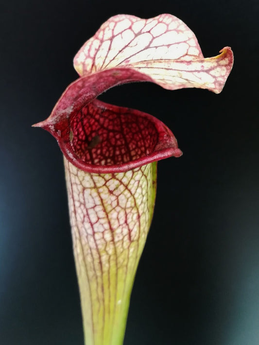 S.x Areolata  SH07 RVL  Hans Luhrs