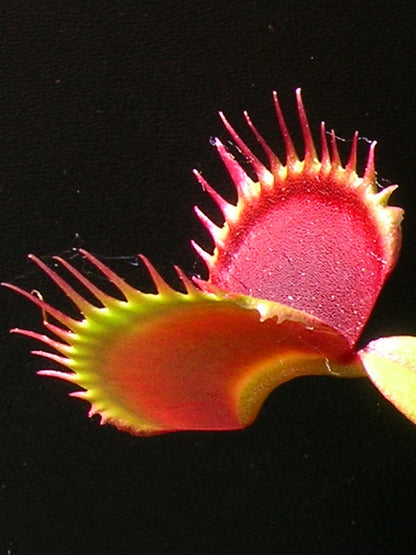 Dionaea muscipula  SL13 Trev Cox "Black Traps"