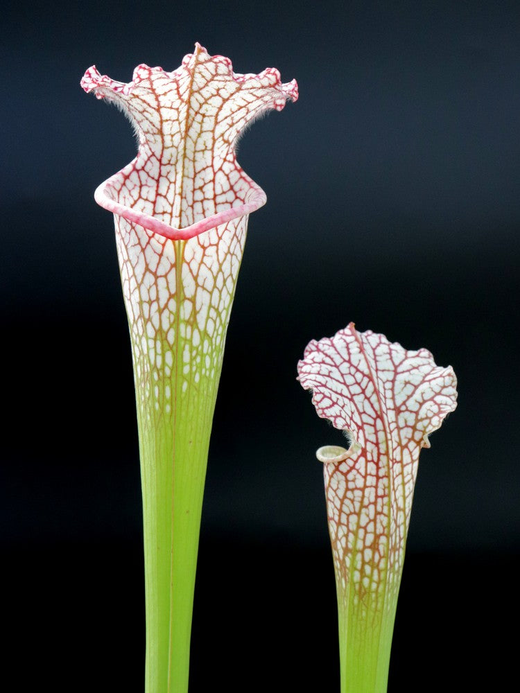 Sarracenia leucophylla  SL19 OP  Yuri