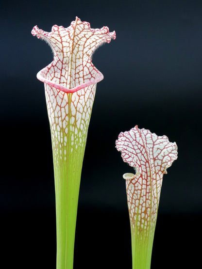 Sarracenia leucophylla  SL19 OP  Yuri