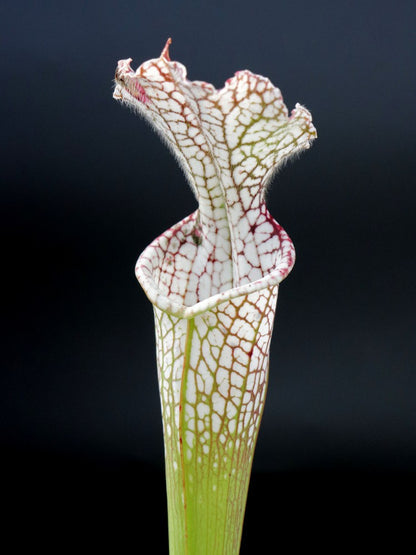 Sarracenia leucophylla  L31 Red and white Large stocky pitcher Red lip